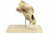 Fossil Upper Cave Bear (Ursus Spelaeus) Skull With Stand #227516-2